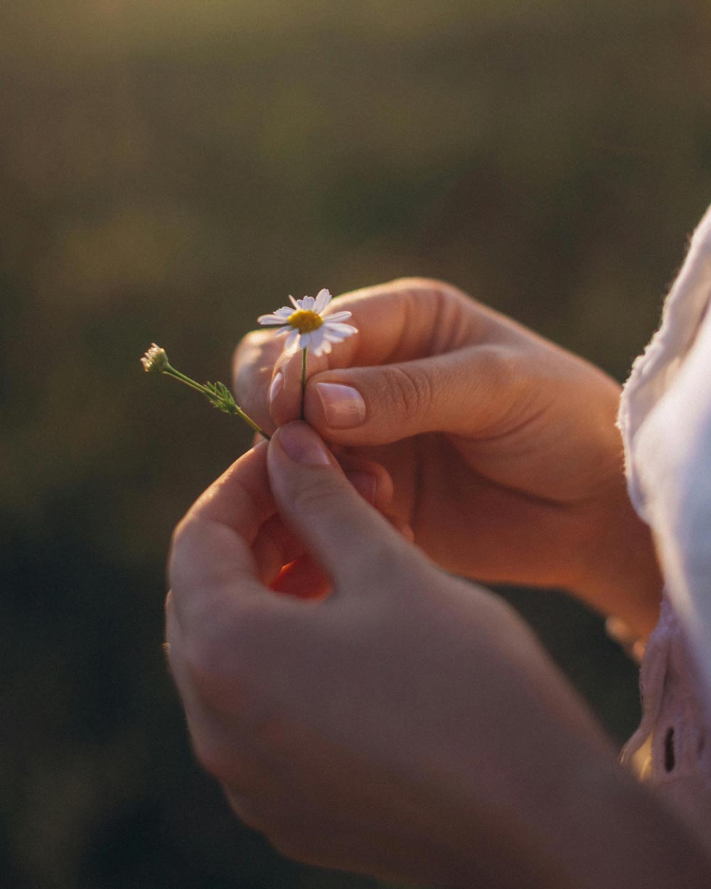 Hands holding tiny daisy