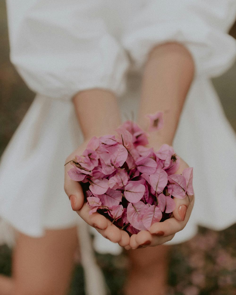 Hands cupping pink petals