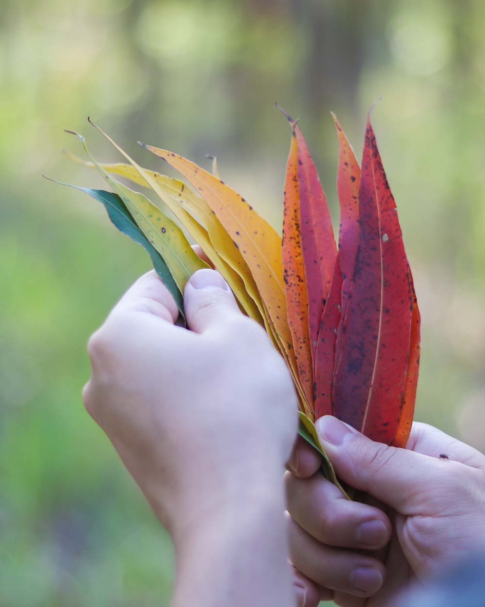 Hands holding different coloured leaves