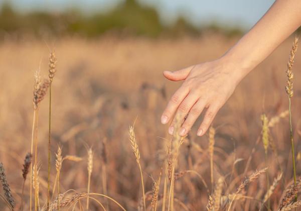 Hand touching wheat
