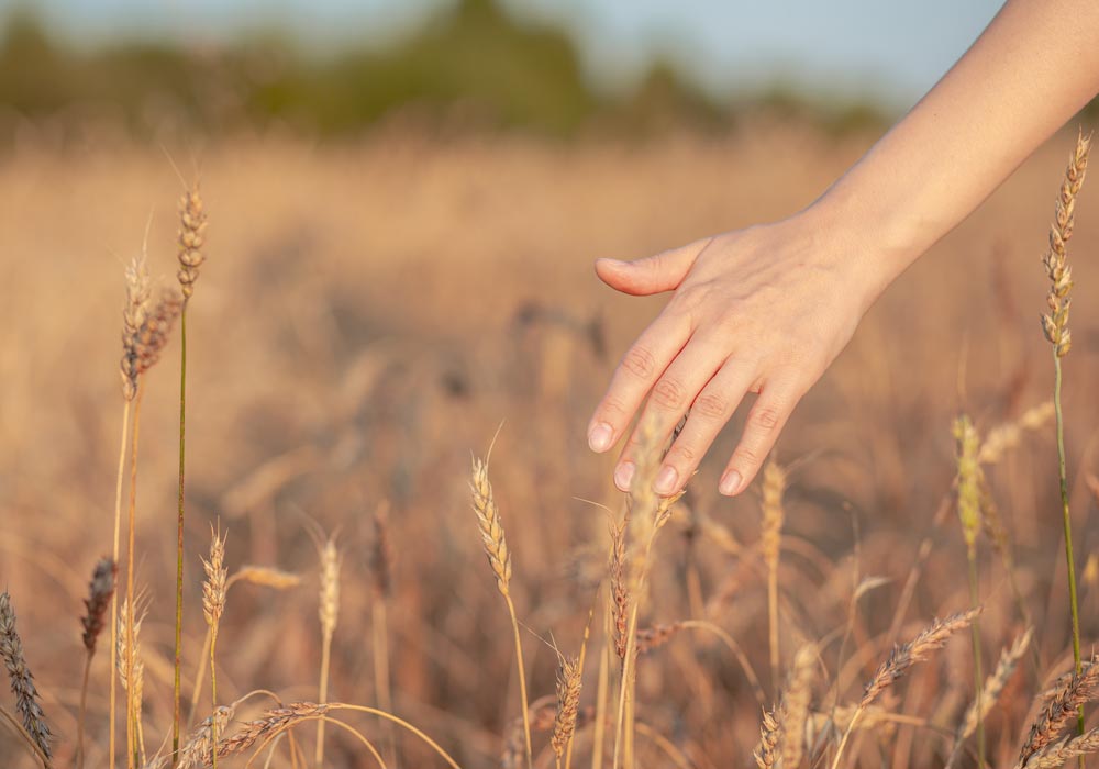 Hand touching wheat